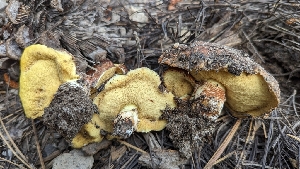  ( - HAY-F-001466)  @11 [ ] c (2023) Michelle C. Torres-Grant Fungal Diversity Survey