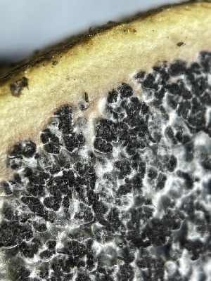  ( - HAY-F-004252)  @11 [ ] by-nc (2023) Jaren Hockert Fungal Diversity Survey