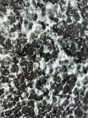  ( - HAY-F-004252)  @11 [ ] by-nc (2023) Jaren Hockert Fungal Diversity Survey