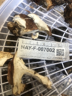  ( - HAY-F-007002)  @11 [ ] by-nc (2023) Dean Lyons Fungal Diversity Survey
