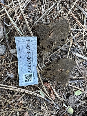  ( - HAY-F-007377)  @11 [ ] by-nc (2023) Bat Vardeh Fungal Diversity Survey