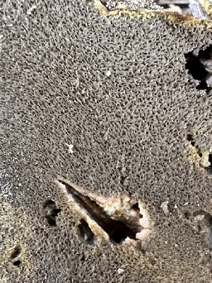  ( - HAY-F-007377)  @11 [ ] by-nc (2023) Bat Vardeh Fungal Diversity Survey