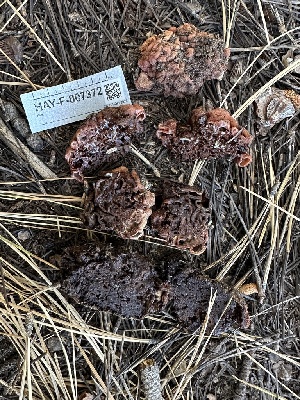 ( - HAY-F-007372)  @11 [ ] by-nc (2023) Bat Vardeh Fungal Diversity Survey