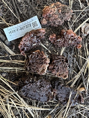  (Hydnotrya sp. cerebriformis-CA01 - HAY-F-007372)  @11 [ ] by-nc (2023) Bat Vardeh Fungal Diversity Survey