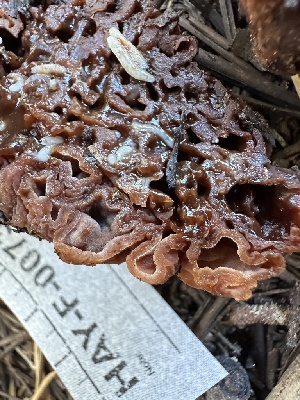  ( - HAY-F-007372)  @11 [ ] by-nc (2023) Bat Vardeh Fungal Diversity Survey