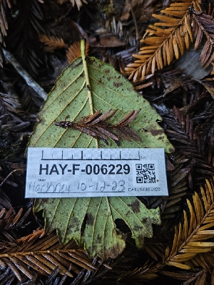  ( - HAY-F-006229)  @11 [ ] by (2023) Mandy Hackney Fungal Diversity Survey