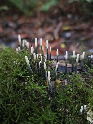  ( - HAY-F-006208)  @11 [ ] by (2023) Mandy Hackney Fungal Diversity Survey
