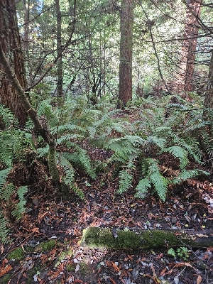  ( - HAY-F-006208)  @11 [ ] by (2023) Mandy Hackney Fungal Diversity Survey