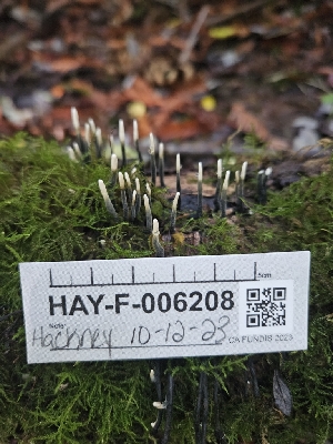  ( - HAY-F-006208)  @11 [ ] by (2023) Mandy Hackney Fungal Diversity Survey