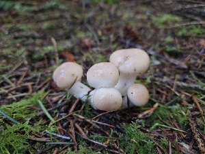  ( - HAY-F-006209)  @11 [ ] by (2023) Mandy Hackney Fungal Diversity Survey
