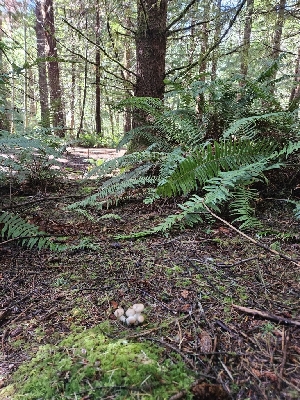  ( - HAY-F-006209)  @11 [ ] by (2023) Mandy Hackney Fungal Diversity Survey