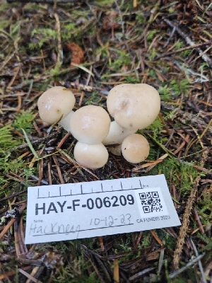  ( - HAY-F-006209)  @11 [ ] by (2023) Mandy Hackney Fungal Diversity Survey