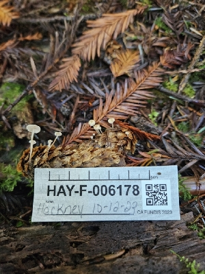  ( - HAY-F-006178)  @11 [ ] by (2023) Mandy Hackney Fungal Diversity Survey
