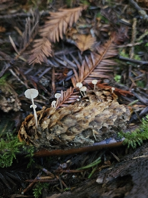  ( - HAY-F-006178)  @11 [ ] by (2023) Mandy Hackney Fungal Diversity Survey
