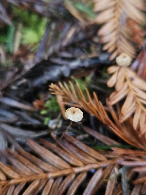  (Crinipellis piceae - HAY-F-006179)  @11 [ ] by (2023) Mandy Hackney Fungal Diversity Survey