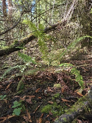  ( - HAY-F-006180)  @11 [ ] by (2023) Mandy Hackney Fungal Diversity Survey