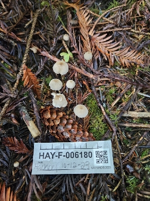  ( - HAY-F-006180)  @11 [ ] by (2023) Mandy Hackney Fungal Diversity Survey