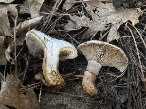  ( - HAY-F-005663)  @11 [ ] c (2023) Rudy Diaz Fungal Diversity Survey