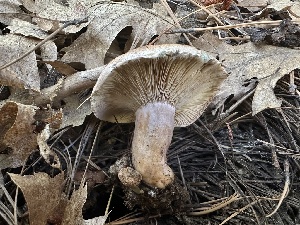  ( - HAY-F-005663)  @11 [ ] c (2023) Rudy Diaz Fungal Diversity Survey