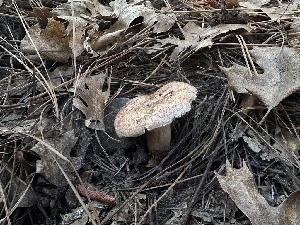  ( - HAY-F-005663)  @11 [ ] c (2023) Rudy Diaz Fungal Diversity Survey