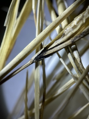  ( - HAY-F-004248)  @11 [ ] by-nc (2023) Jaren Hockert Fungal Diversity Survey