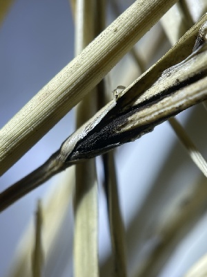  (Ustilaginales - HAY-F-004248)  @11 [ ] by-nc (2023) Jaren Hockert Fungal Diversity Survey