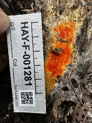  (Ceriporia - HAY-F-001281)  @11 [ ] by-nc (2023) Aaron Tupac Fungal Diversity Survey