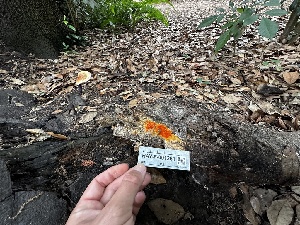  ( - HAY-F-001281)  @11 [ ] by-nc (2023) Aaron Tupac Fungal Diversity Survey