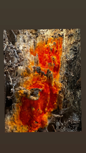  ( - HAY-F-001281)  @11 [ ] by-nc (2023) Aaron Tupac Fungal Diversity Survey