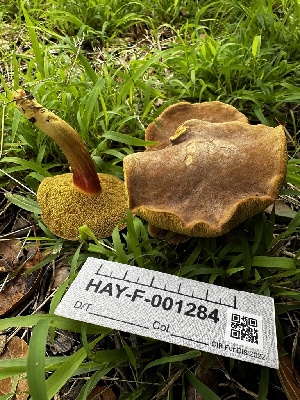  ( - HAY-F-005479)  @11 [ ] by-nc (2023) Aaron Tupac Fungal Diversity Survey