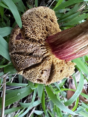  ( - HAY-F-005479)  @11 [ ] by-nc (2023) Aaron Tupac Fungal Diversity Survey