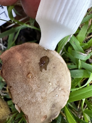  ( - HAY-F-005479)  @11 [ ] by-nc (2023) Aaron Tupac Fungal Diversity Survey