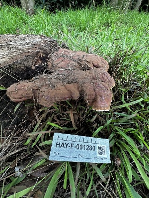  ( - HAY-F-005476)  @11 [ ] by-nc (2023) Aaron Tupac Fungal Diversity Survey