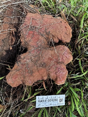  ( - HAY-F-005476)  @11 [ ] by-nc (2023) Aaron Tupac Fungal Diversity Survey