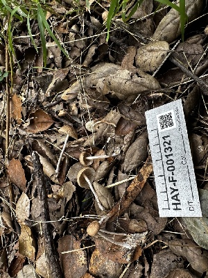  ( - HAY-F-001321)  @11 [ ] by-nc (2023) Aaron Tupac Fungal Diversity Survey