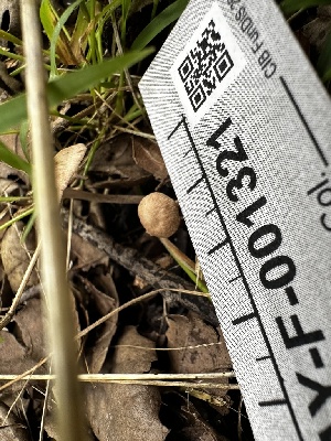  ( - HAY-F-001321)  @11 [ ] by-nc (2023) Aaron Tupac Fungal Diversity Survey