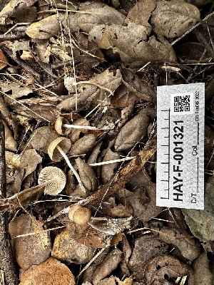  ( - HAY-F-001321)  @11 [ ] by-nc (2023) Aaron Tupac Fungal Diversity Survey