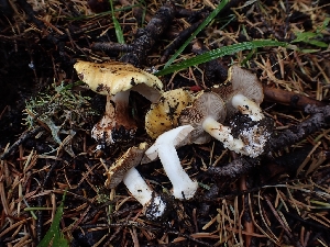  (Calonarius shastensis - HAY-F-003393)  @11 [ ] by-nc (2023) Sadie Hickey Fungal Diversity Survey