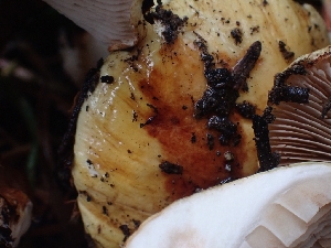  ( - HAY-F-003393)  @11 [ ] by-nc (2023) Sadie Hickey Fungal Diversity Survey