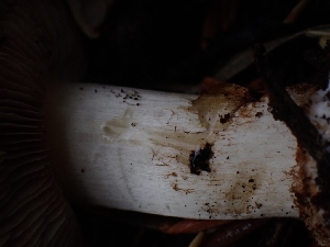  ( - HAY-F-003393)  @11 [ ] by-nc (2023) Sadie Hickey Fungal Diversity Survey