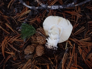  (Amanita alpinicola - HAY-F-003394)  @11 [ ] by-nc (2023) Sadie Hickey Fungal Diversity Survey