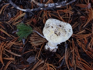  ( - HAY-F-003394)  @11 [ ] by-nc (2023) Sadie Hickey Fungal Diversity Survey