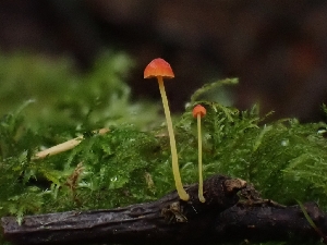  ( - HAY-F-006231)  @11 [ ] by (2023) Mandy Hackney Fungal Diversity Survey