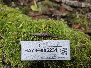  ( - HAY-F-006231)  @11 [ ] by (2023) Mandy Hackney Fungal Diversity Survey