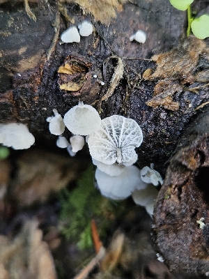  ( - HAY-F-006232)  @11 [ ] by (2023) Mandy Hackney Fungal Diversity Survey