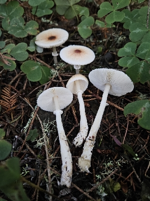  ( - HAY-F-006224)  @11 [ ] by (2023) Mandy Hackney Fungal Diversity Survey