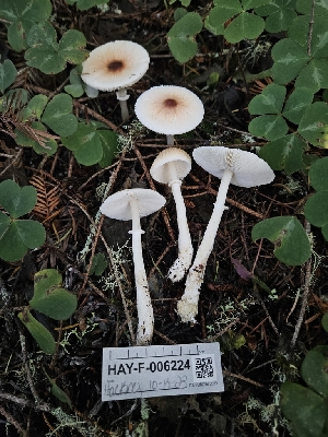  ( - HAY-F-006224)  @11 [ ] by (2023) Mandy Hackney Fungal Diversity Survey