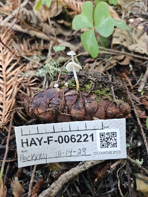  ( - HAY-F-006221)  @11 [ ] by (2023) Mandy Hackney Fungal Diversity Survey