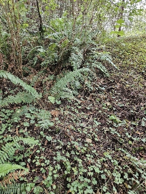  ( - HAY-F-006221)  @11 [ ] by (2023) Mandy Hackney Fungal Diversity Survey