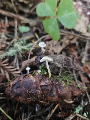  ( - HAY-F-006221)  @11 [ ] by (2023) Mandy Hackney Fungal Diversity Survey